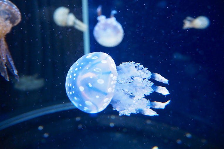 新江ノ島水族館